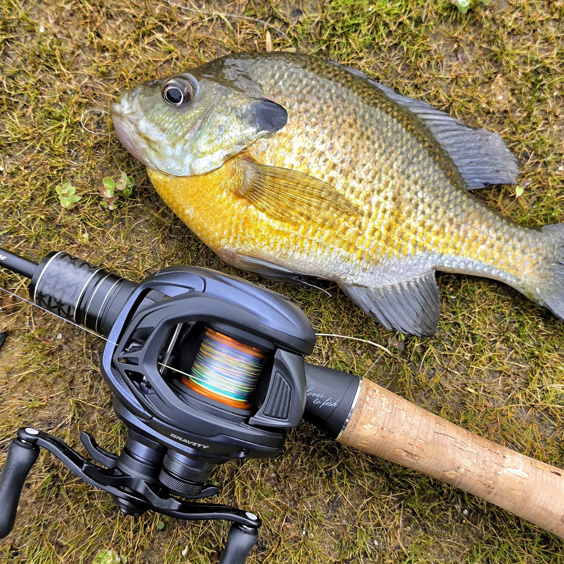 Gravity BF-Avid – ARKFishing Gravity BF-Avid – ARKFishing